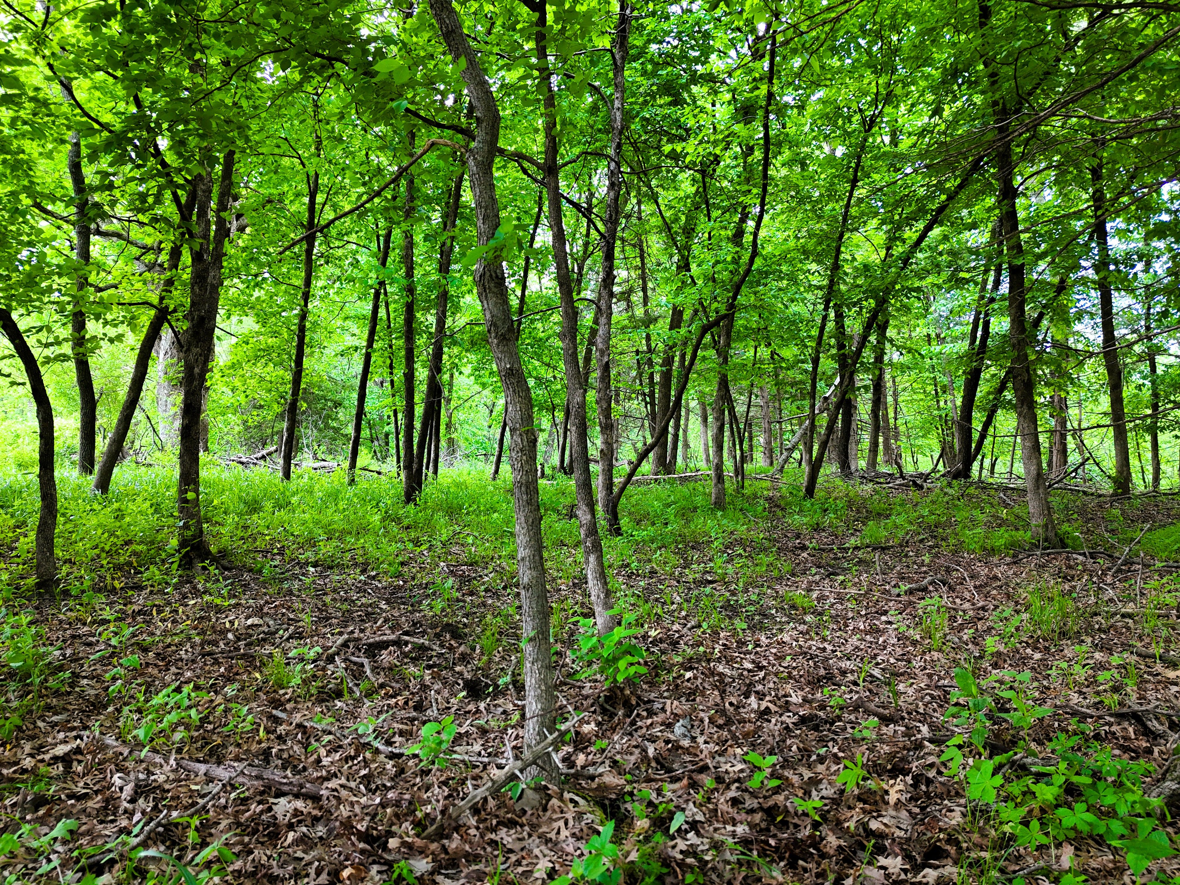 Listing Photo: Ground timber 3